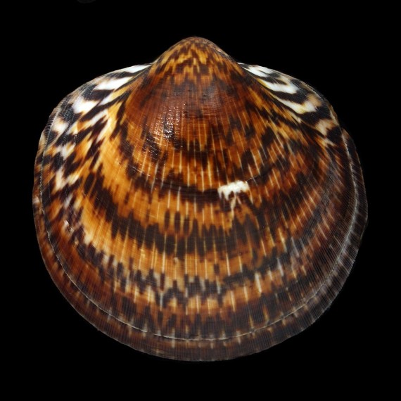 gigantea 63,1mm