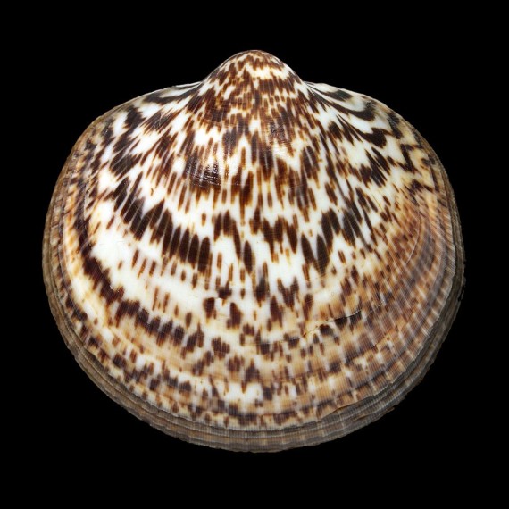 gigantea 73,5mm BIG