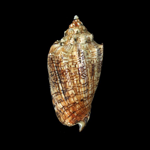 ebraea 109,3mm