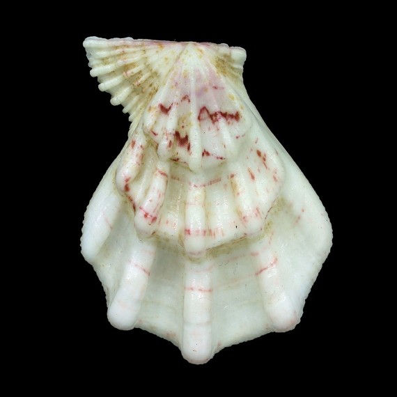 swiftii 81,2mm RARE COLOR