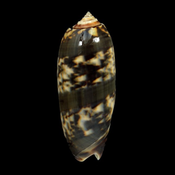 miniacea saturata 74,7mm