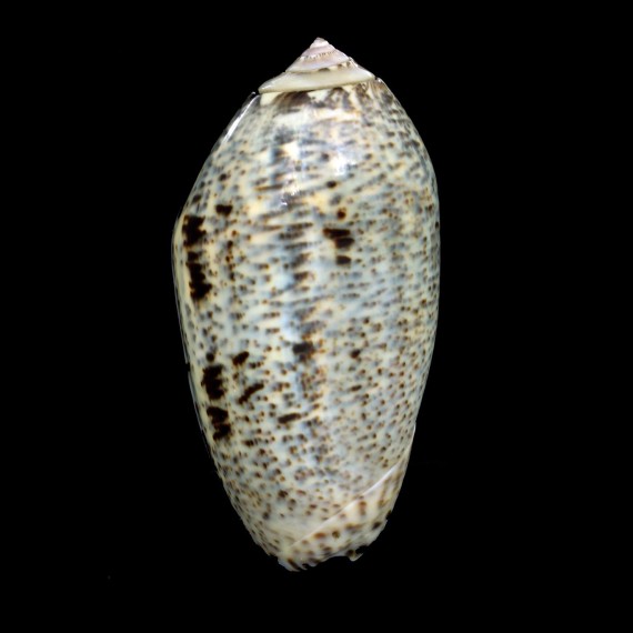 incrassata 79,3mm