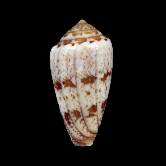 natalis gilchristi 49,8mm