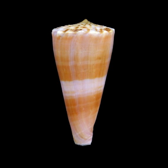 roseorapum 48,6mm