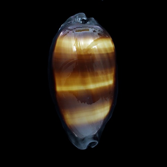 talpa 62,0mm ROSTRATE