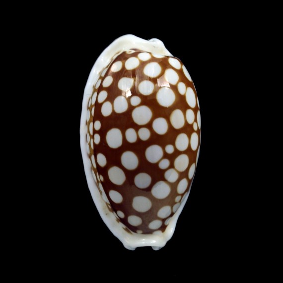 comma 32,4mm