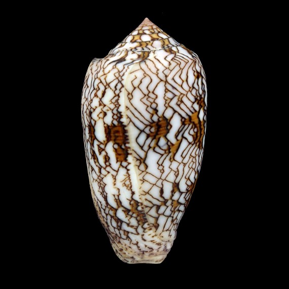 textile anakaoensis 70,2mm BIG