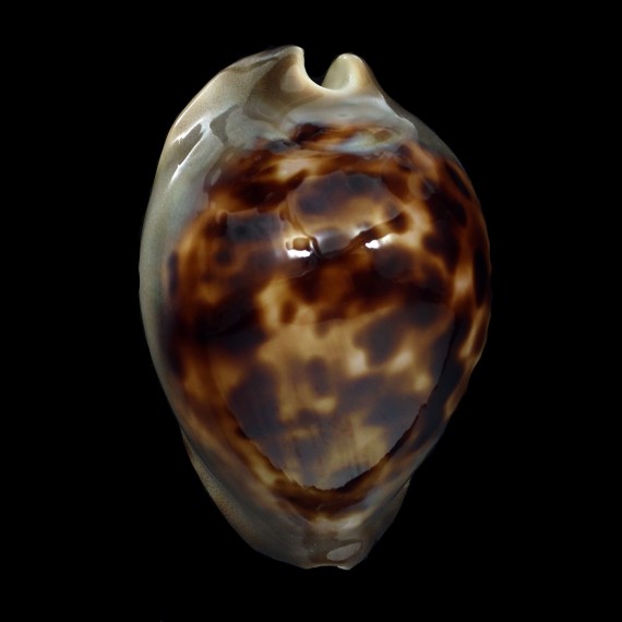 venusta roseopunctata 70,1mm