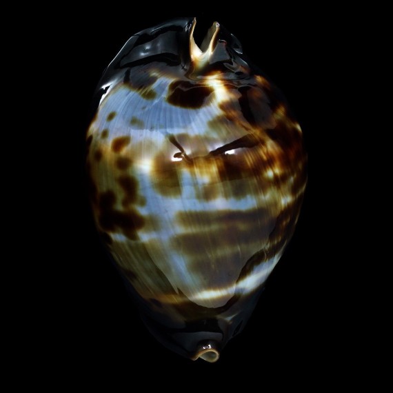 friendii vercoi 76,8mm SUPERB