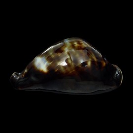 friendii vercoi 76,8mm SUPERB