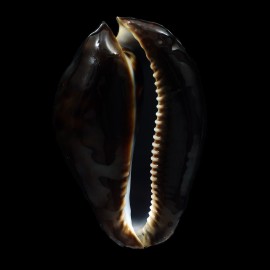 friendii vercoi 76,8mm SUPERB