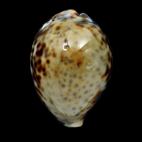 tigris 89,4mm AMAZING COLOR