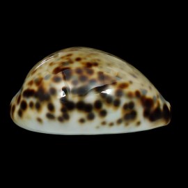 tigris 89,4mm AMAZING COLOR