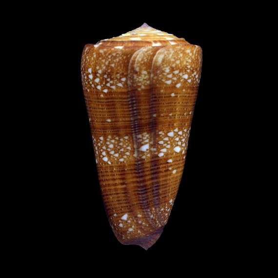 nobilis victor 61,6mm SUPERB