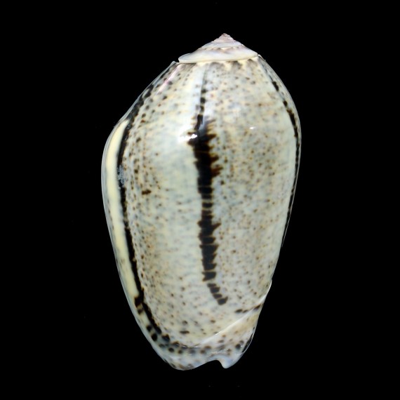 incrassata 70,0mm