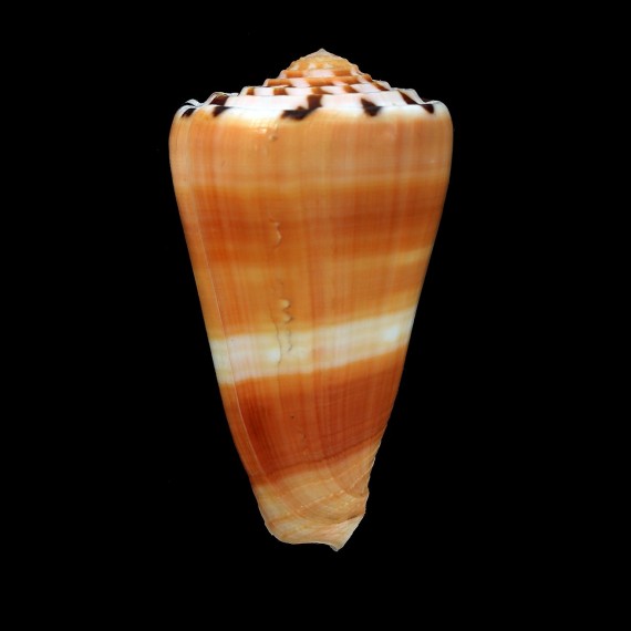 barthelemyi 68,5mm