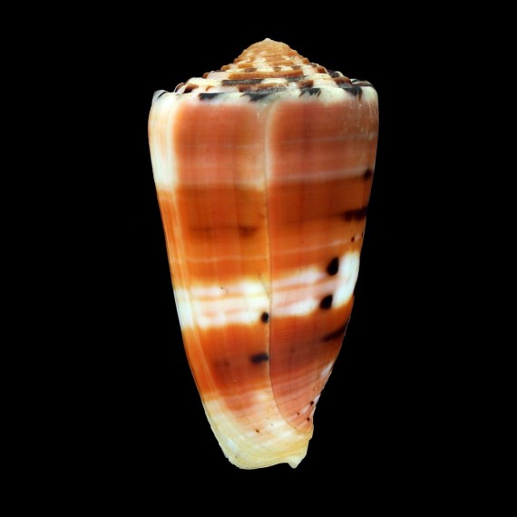 barthelemyi 68,0mm SUPERB