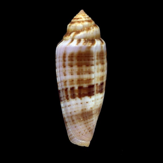 austroviola 47,8mm BIG