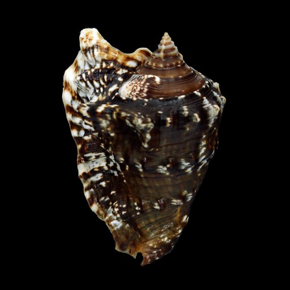 raninus 81,0mm