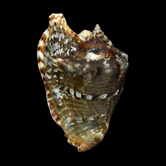 raninus 83,1mm