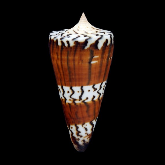 generalis regenfussi 72,0mm SUPERB