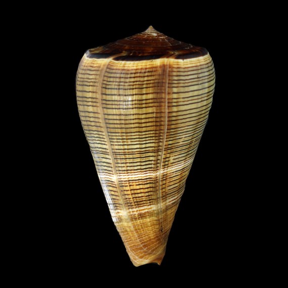 loroisii insignis 111,0mm BIG