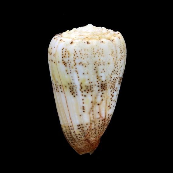 arenatus aequipunctatus 71,0mm