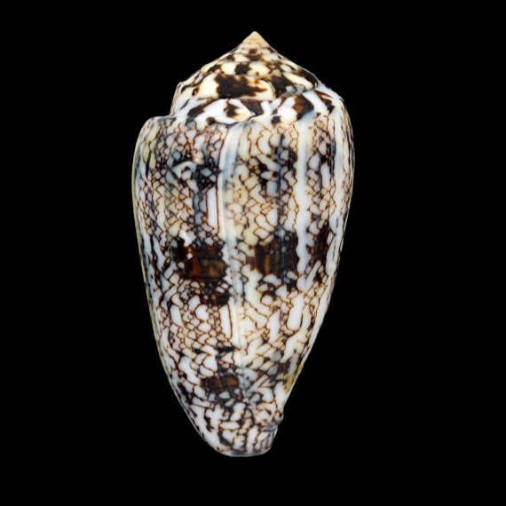 victoriae 58,1mm