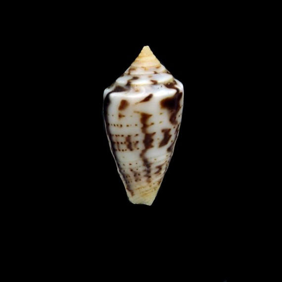wendrosi 15,5mm