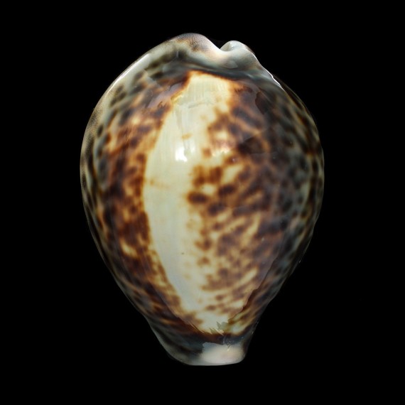 tigris 85,1mm SUPERB