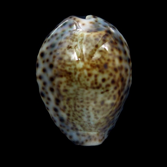 turdus winkworthi 26,1mm