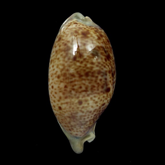 lynx williamsi 63,4mm FREAK