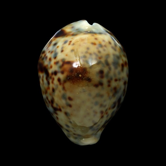 tigris 84,6mm SUPERB