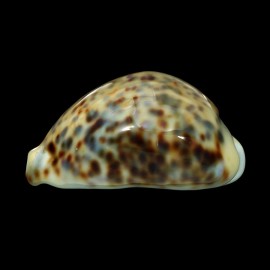 tigris 84,6mm SUPERB