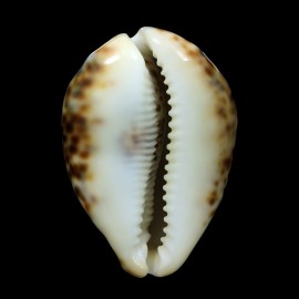 tigris 84,6mm SUPERB