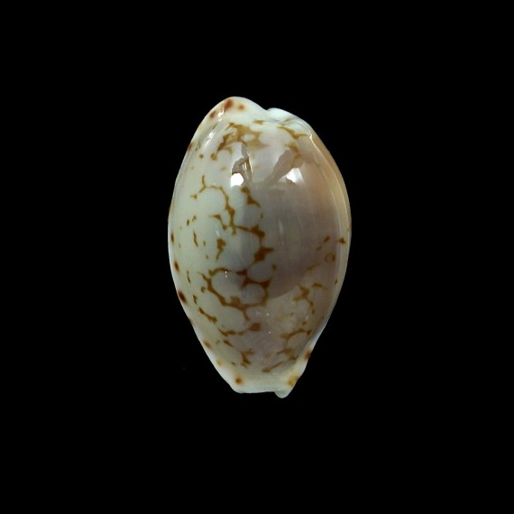 pelliserpentis 20,0mm