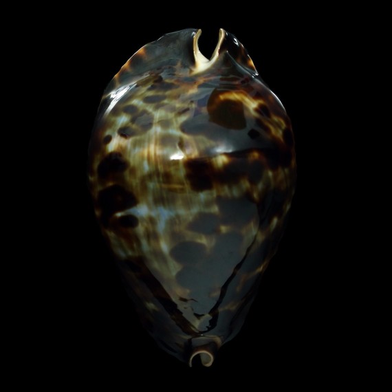 friendii vercoi 79,7mm