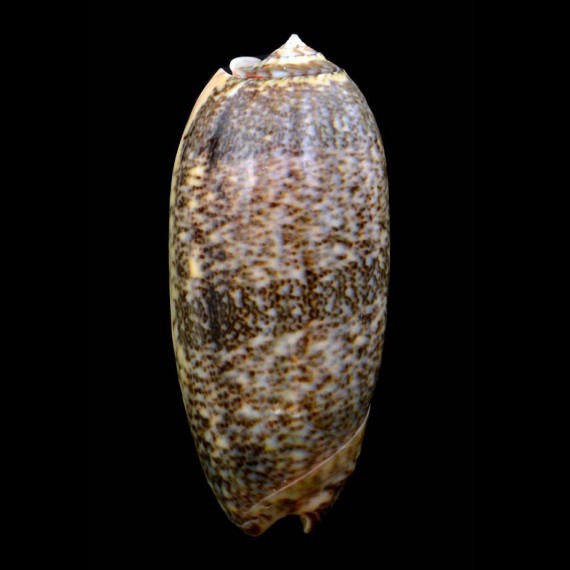 sericea