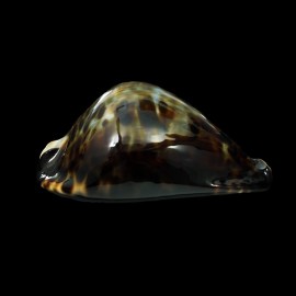 friendii vercoi 79,7mm