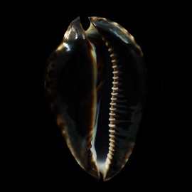 friendii vercoi 79,7mm