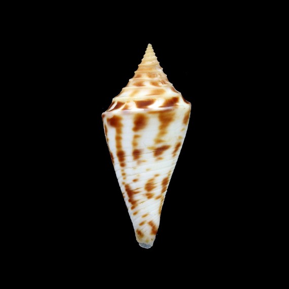 arcuatus 39,3mm