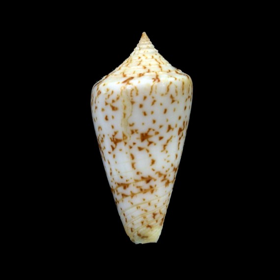 iodostoma 40,3mm BIG