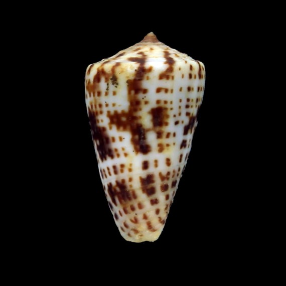 erythraaensis 25,1mm