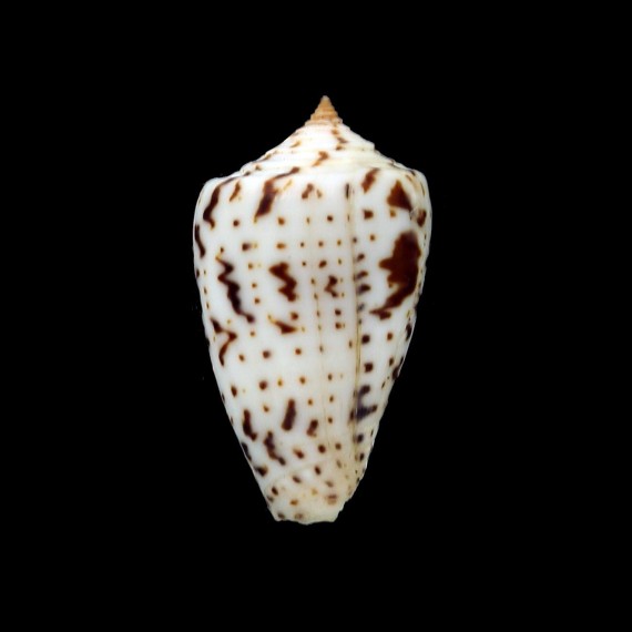 erythraaensis 28,0mm