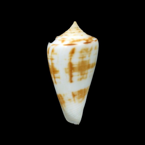eximius 52,3mm BIG