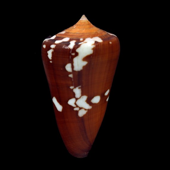 crocatus thailandis 67,4mm