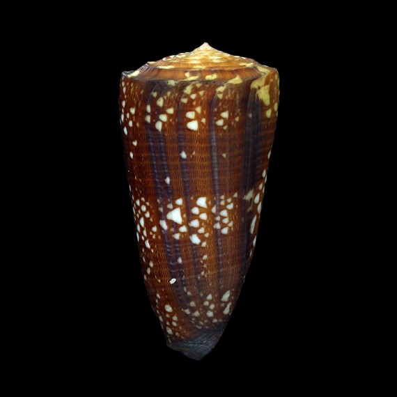 nobilis victor 63,5mm BIG