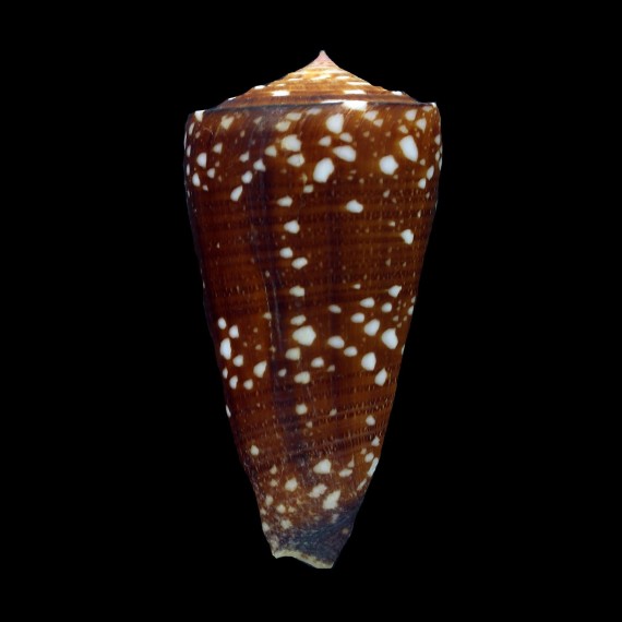 nobilis victor 51,0mm