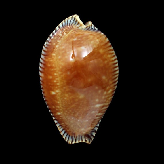 guttata surinensis 56,5mm BIG