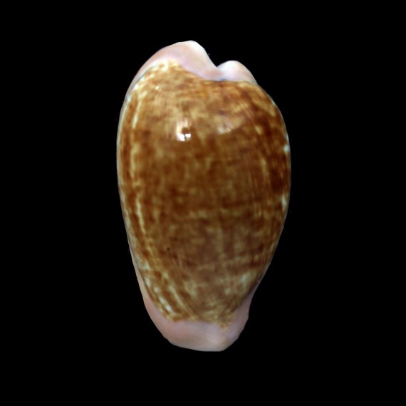 fuscodentata grohorum 35,7mm